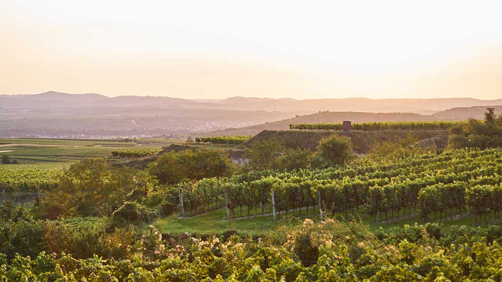 Map highlighting European wine regions represented in the siprise! calendar
